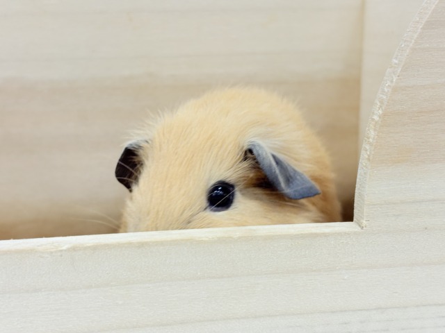 ロシアンスモークモルモット