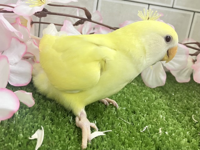コザクラインコ（小桜インコ）