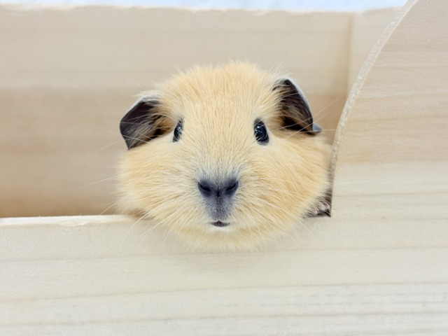 ロシアンスモークモルモット