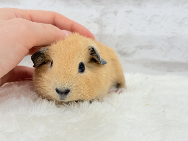 ロシアンスモークモルモット