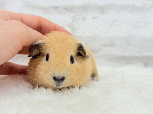 ロシアンスモークモルモット