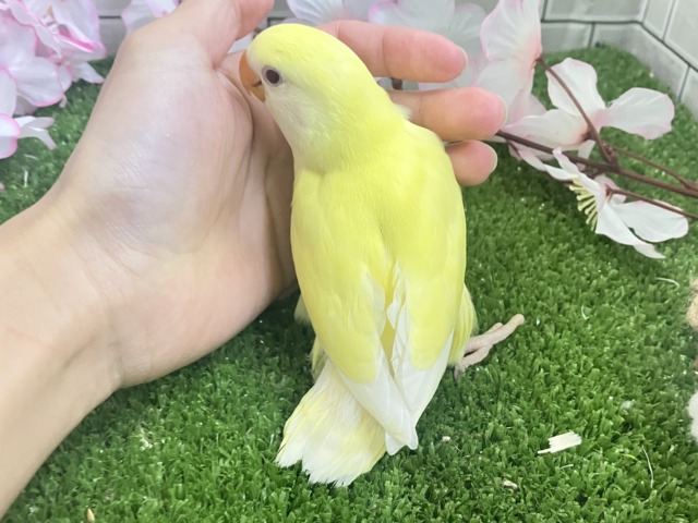 コザクラインコ（小桜インコ）