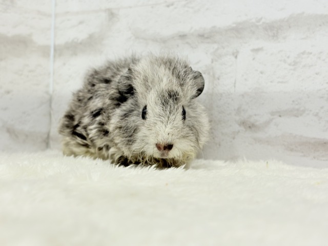 テディモルモット