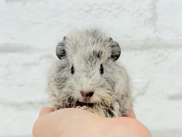 テディモルモット