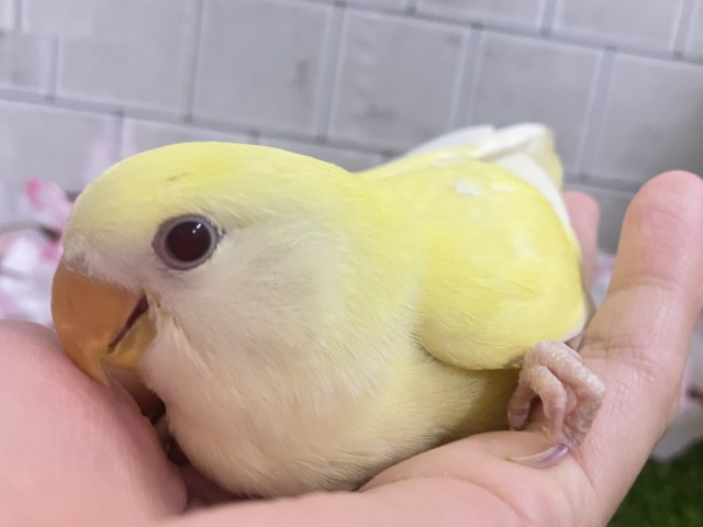 コザクラインコ（小桜インコ）