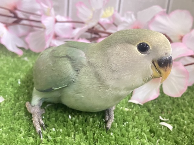コザクラインコ（小桜インコ）