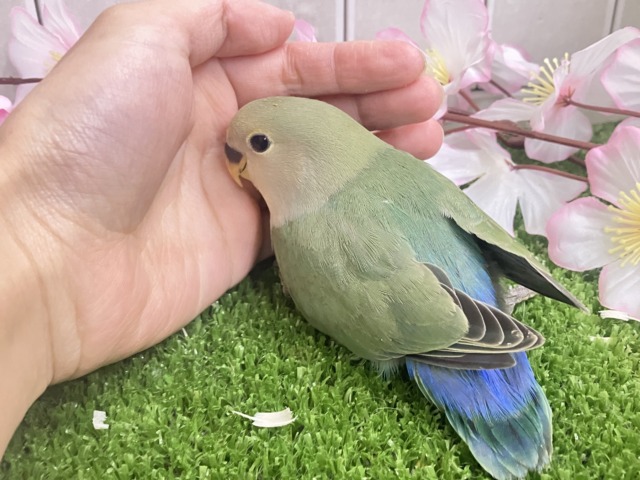 コザクラインコ（小桜インコ）