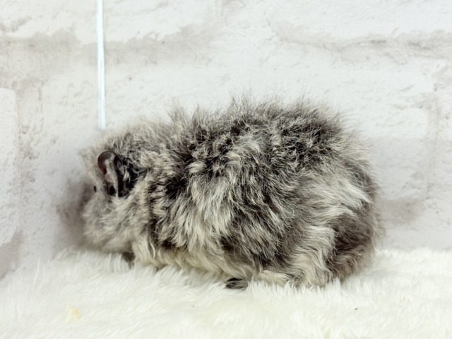 テディモルモット