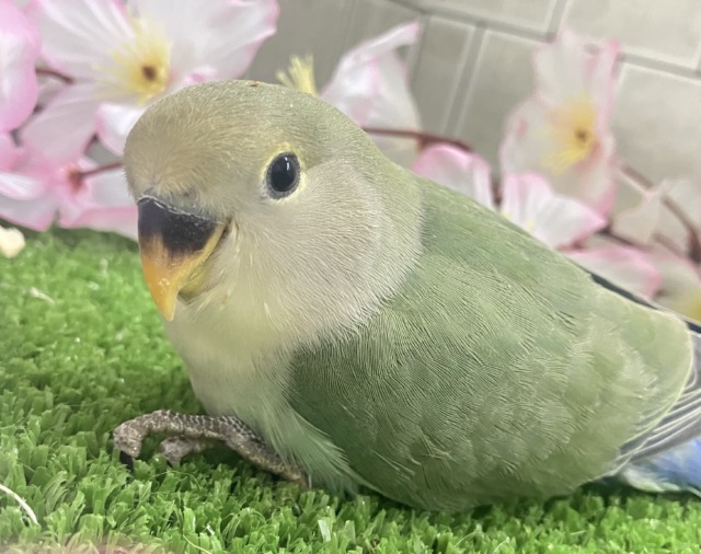 コザクラインコ（小桜インコ）