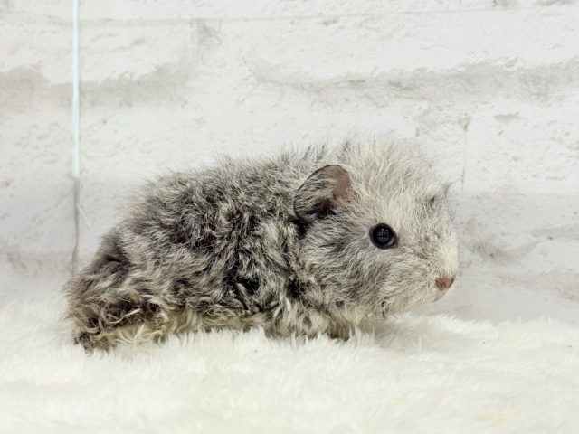 テディモルモット