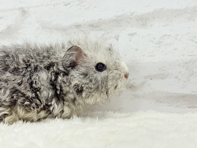 テディモルモット