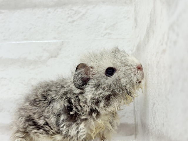 テディモルモット