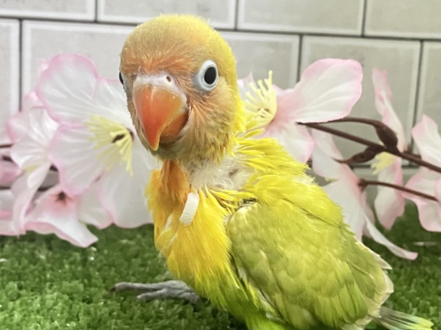 ヤマブキボタンインコ