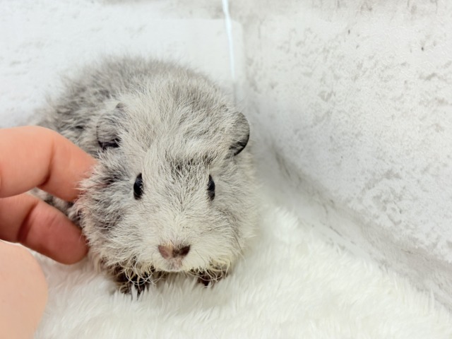 テディモルモット