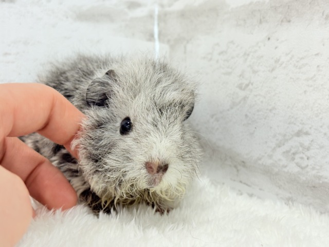 テディモルモット