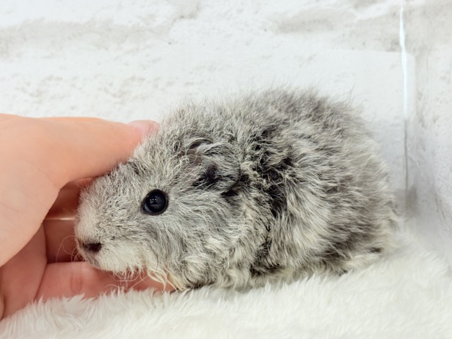 テディモルモット