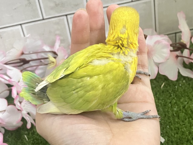 ヤマブキボタンインコ