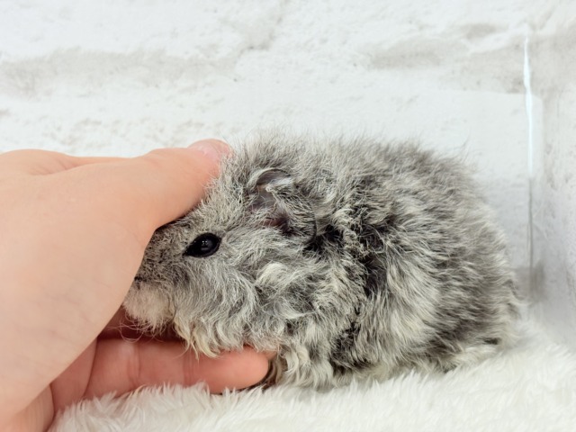 テディモルモット