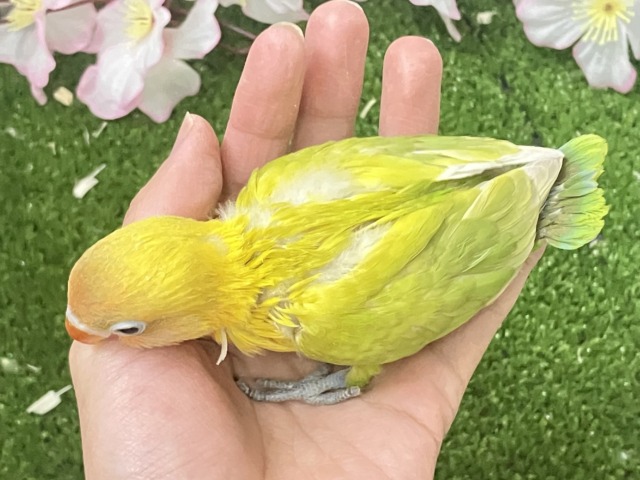 ヤマブキボタンインコ