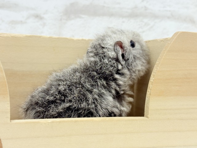 テディモルモット