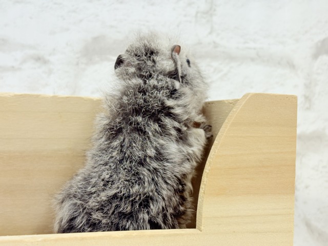 テディモルモット