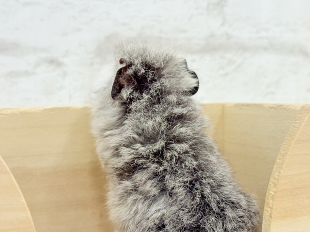 テディモルモット