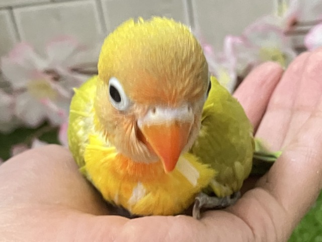 ヤマブキボタンインコ