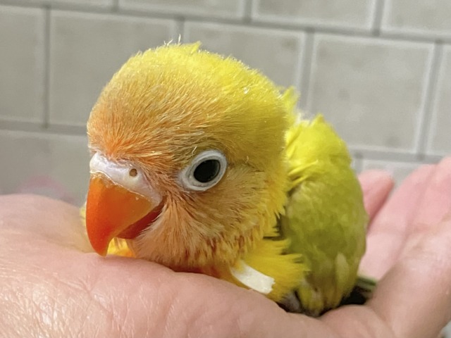 ヤマブキボタンインコ