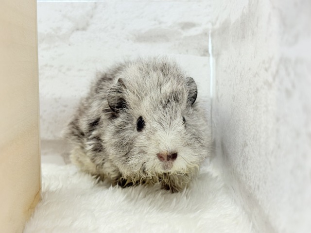 テディモルモット