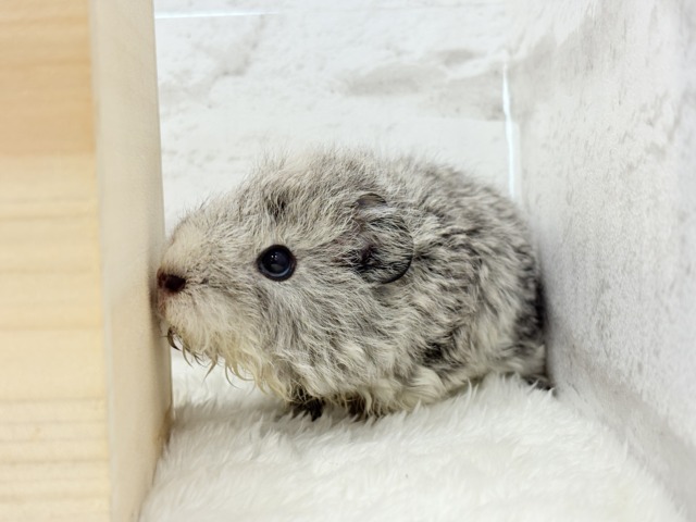 テディモルモット