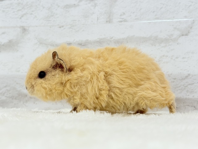 テディモルモット