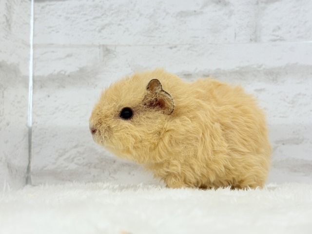 テディモルモット