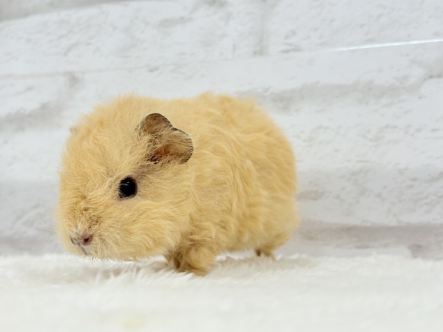 テディモルモット