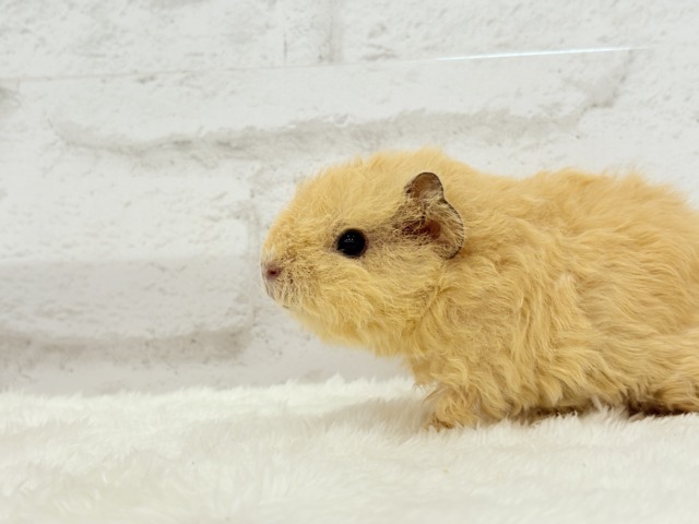 テディモルモット