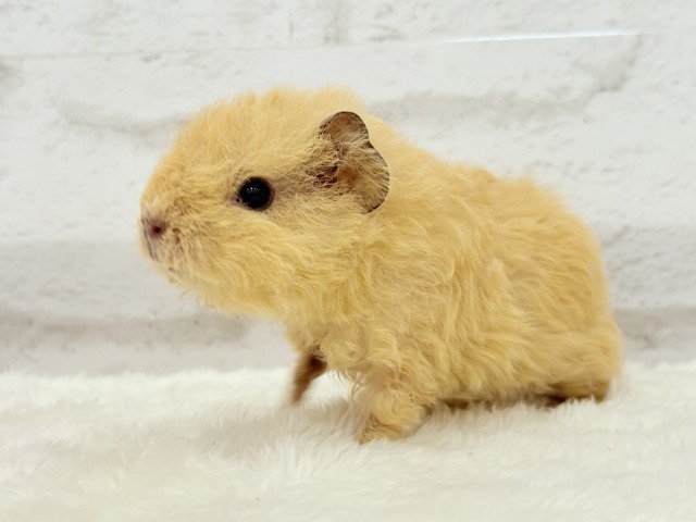 テディモルモット