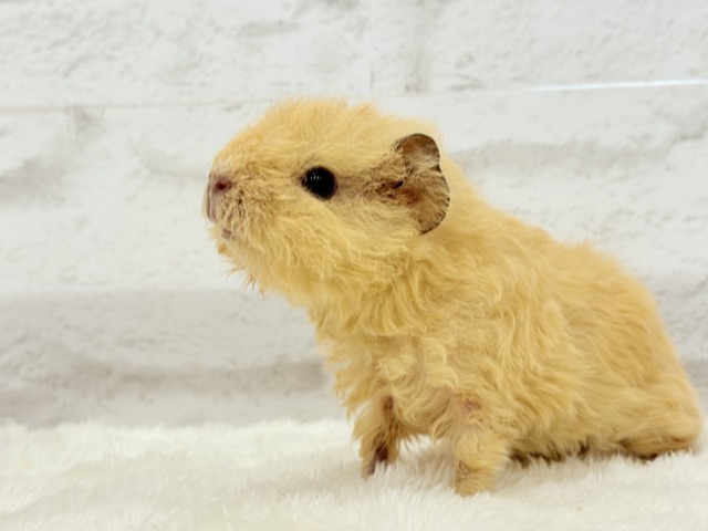 テディモルモット