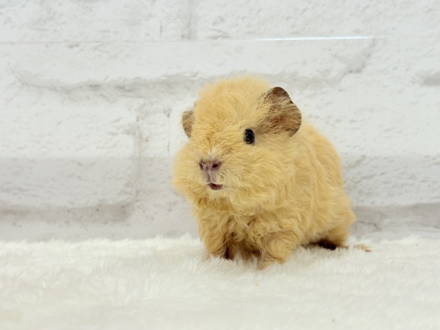 テディモルモット