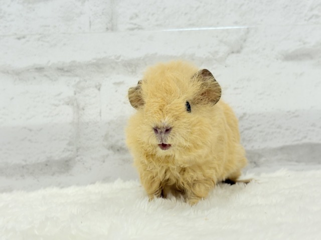 テディモルモット