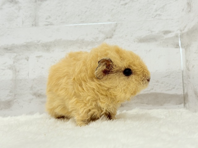 テディモルモット