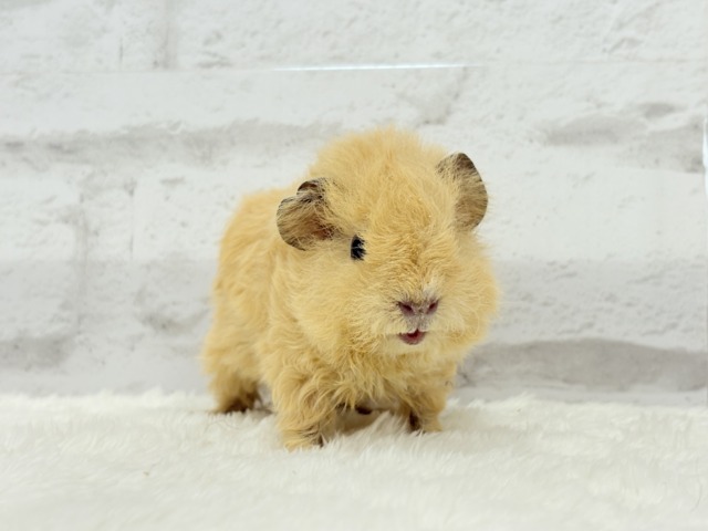 テディモルモット