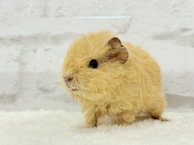 テディモルモット