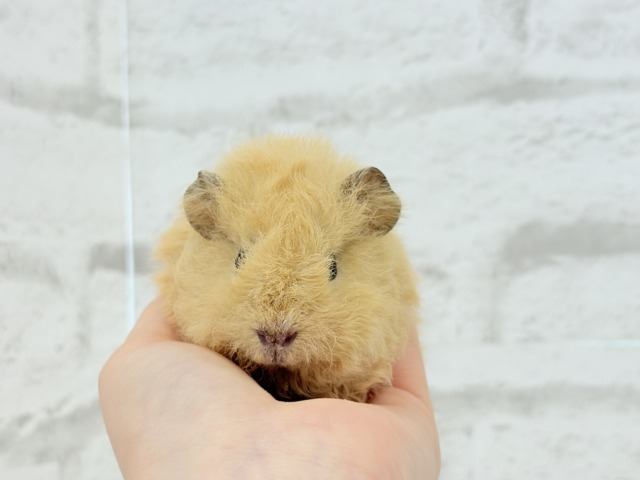 テディモルモット