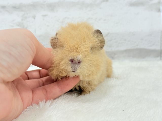 テディモルモット