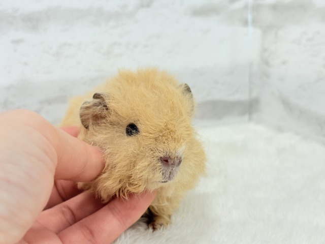 テディモルモット