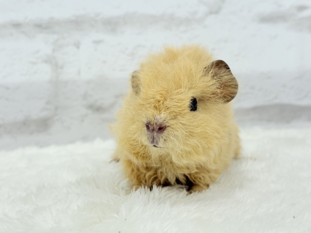 テディモルモット