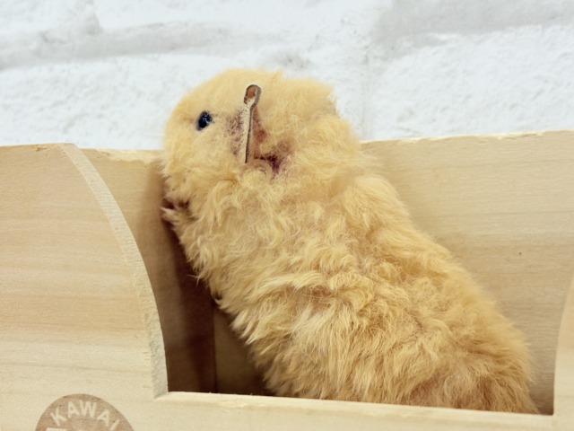 テディモルモット