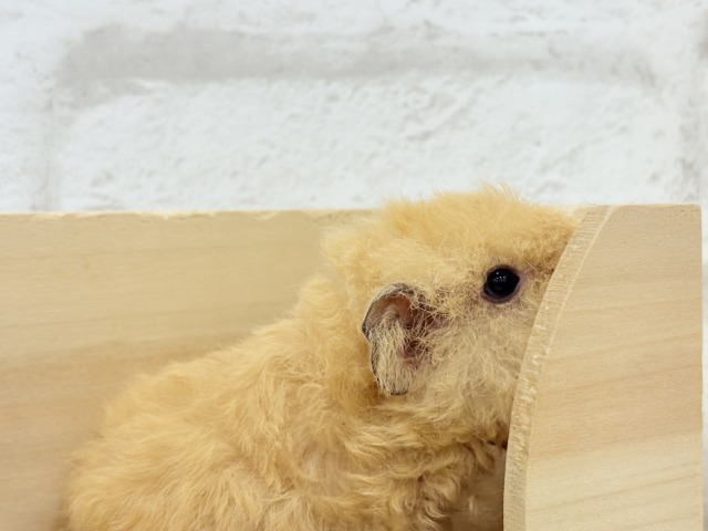 テディモルモット