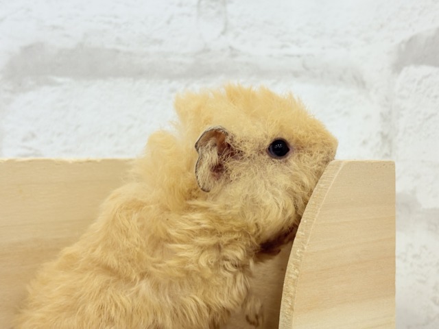 テディモルモット