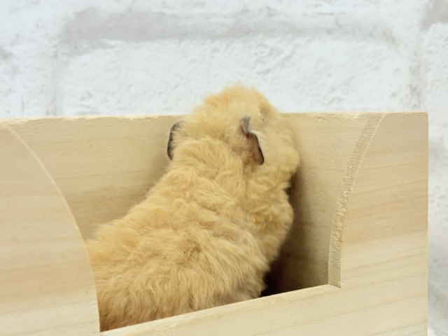 テディモルモット