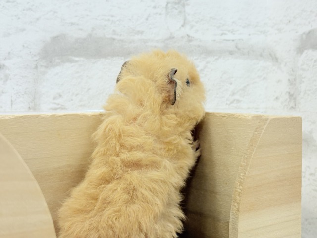 テディモルモット